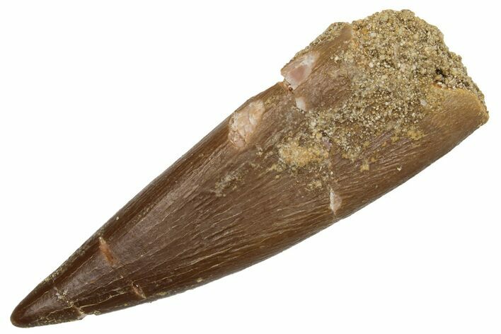 Fossil Plesiosaur (Zarafasaura) Tooth - Morocco #231096